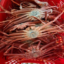 포항 구룡포 자숙 연지 홍게 붉은 대게 택배 박달 라면용 3kg 5kg, 7.박달홍게 특특대(1마리 900g내외)1마리, 1개