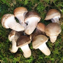 2023년 큰 자연산 새 송이버섯 참송이 햇송이 슬라이스, 1박스, 참송이 가정용 500g