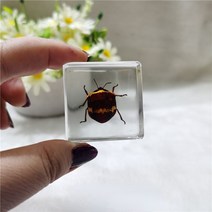 피규어사이트 소형 동물 장식품 실제 곤충 수지 표본 나비 해양 생물학 교육인지 도구 홈 인테리어 액세서, 28 028