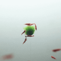 풍선모스볼키우기 열대어 구피 새우 놀이터 은신처, 풍선모스볼[소] 실길이 약 15cm