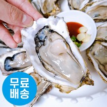 (매일 새벽 조업) 통영 굴 생굴 석화 하프셀, 생굴 1kg