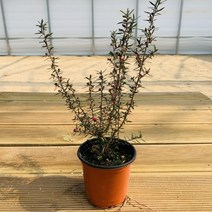 호주매화 실내 공기정화식물 미니 화초