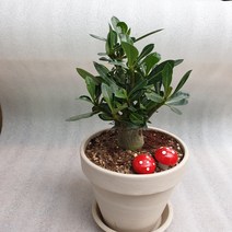 석화(사막의장미)독일토분 완성작, 1개, 1개