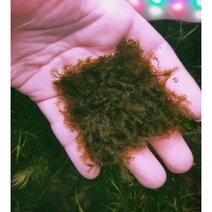 피시덴모스 50잎