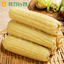 [홍천농협] 산지직송 강원도 홍천 찐 찰옥수수 20개(15cm이상), 단품