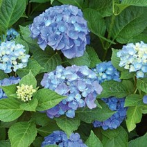 모종/수국-(엔들레스썸머 오리지널 블루)화분지름15cm(중품) km106