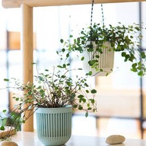 행잉 화분 화분 플랜트 벽걸이 플라스틱 걸이 행잉 화분 화분 플랜트 벽걸이 플라스틱 걸이