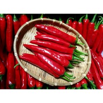 (가락시장까망콩)당일경매 신선한 홍고추 특품 1kg, 1개