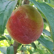 자연농원 추희 (가을자두) 나무 묘목 최소구매2개, 피자두 특묘