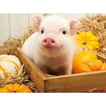 복돼지 가족 우드 직소퍼즐 해돼지띠 행운 행복 재물 장수 가져다주는 럭키피그 나비 말 풍수 조각퍼즐 모음 어르신 효도선물 집콕취미 집중력향상 성인용 스트레스 해소, 복돼지 가족 퍼즐11호, 500피스