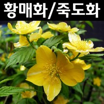 황매화/죽도화 키1~1.2m 나무 묘목 5개/정원/공원/조경수
