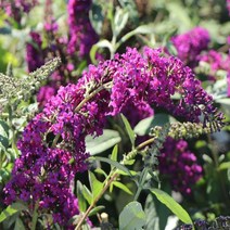 붓들레아 카디날 17cm화분 부들레야 포트묘, 1개