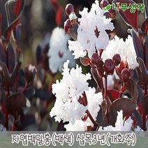 착한가격나무생각 자엽백일홍(흰색) 삽목3년 개화주, 주