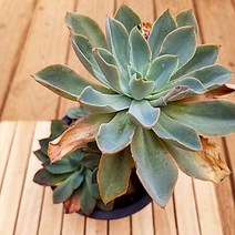 마슨 중품 우아한 수형과 물듦이 예쁜 다육식물1두4-180, 단품