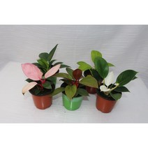 [골든플랜트] 콩고 5종 SET 화이트 핑크 그린 버킨 실내공기정화식물 플랜테리어 필로덴드론 키우기쉬운식물 식물키우기 수입식물