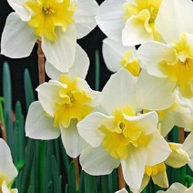 착한가격 나무생각 / 수선화 / 구근 / 벨라에스텔라 / 2구, 구