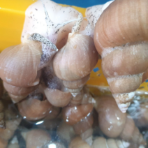 백골뱅이 자연산 활백골뱅이 동해안생물백골뱅이 당일조업 1kg 중 25-35미