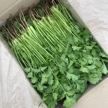 국내산 장인이 만든 고수 / 뿌리포함, 고수 2kg