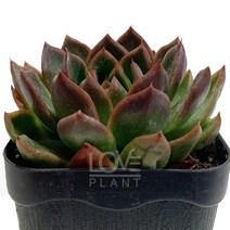 아라베스크-에케베리아/매혹의창/반려식물/다육식물