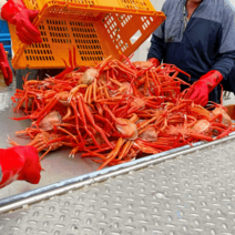 산지직송 울진 붉은홍게 홍게 3kg 10미 수율 70%, 1개