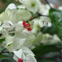 야생화/초화 - 덴드롱 갈색플라스틱모종 4개