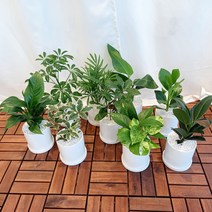 데일리가든 실내 공기정화식물 소형 화분 키우기 스킨답서스 고무나무 스파트필름 야자수 외, 여인초, 화이트 화분