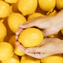 제주레몬 제라몬 생레몬 못난이레몬, 제주레몬 1kg, 1개