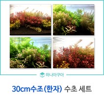 30cm수조(한자) 수초세트