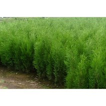 보람농자재 조선측백나무, H1.5(1.5m)