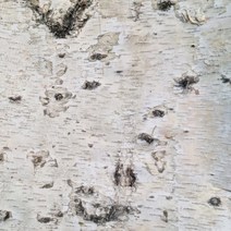 굴피나무껍데기/신제품 나무껍데기/자작나무 껍질/조경 인테리어/벽시공/천정시공/인조목, 자작나무 껍데기, 1개