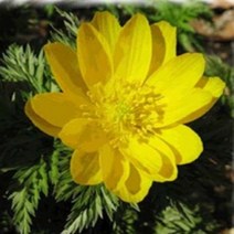 모종/복수초(설연화)(개화주) : 9cm분/2개 KM951