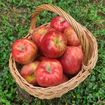 [별담농]가을사과 가정용/주스용 5kg~10kg, 햇사과 가정용 5kg 중과(19-22과), 1개