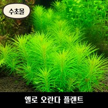 [수초몰] 옐로 오란다 플랜트 키우기 쉬운 수초, 1촉