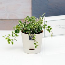 아침향기 공기정화식물 기능성 에코화분 아이보리, (에코화분/아이보리) 퓨미라, 1개
