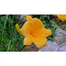 원추리-사계원추리 4주