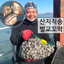 [산지직송] 남해안 벌교 살이 꽉찬 제철 새꼬막 상사이즈 깨끗하고 싱싱한 생물 꼬막 손질꼬막무침 새꼬막살, 새꼬막(상) x 1kg