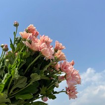 (하나플란츠) 생화 락스 소국 피치 한단 농장직송 온라인꽃도매 택배 (도착예정일은 따로 문의)