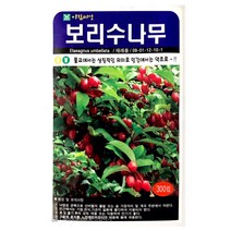 보리수나무씨앗 300알 나무 씨앗