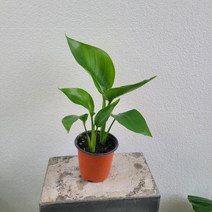 실내공기정화식물 가드닝 인기좋은 2촉 극락조 여인초 소품 15-30cm 49