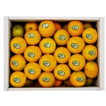 제주 불로초 고당도 하우스 감귤 3kg
