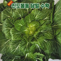 [MD추천] 당일수확 햇살듬뿍 머금은 진도 봄동배추 10kg, 1박스