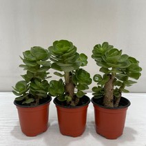 녹비단 3개묶음 소품 온누리꽃농원