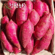 2022년 청원농산 햇밤 꿀고구마 3kg 5kg 10kg, (한입) 10kg  x 1box