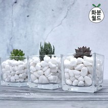 화분월드 백자갈(소포장) 1kg 옥자갈 백자갈 정원자갈 에그석, 백자갈0호(1kg)