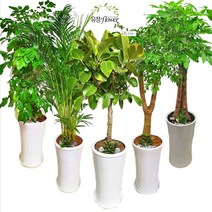 실내 관엽식물 개업 식 축하 화분 배달 중형, 40. 스파트필름