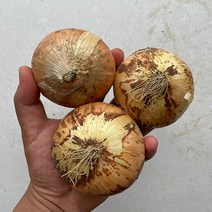 햇살조은 국내산 햇 양파, 양파(소/장아찌용), 1개, 3kg, 3kg