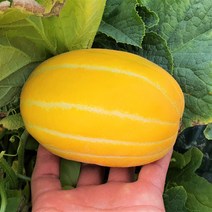 정말 맛있는 성주 꿀 참외 2.5kg, 중과 2.5kg (8-11과), 가정용 참외