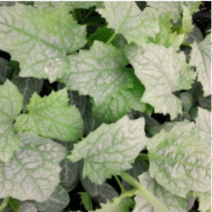 (성실C)수세미모종 10개