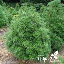 [나무인] 금송 분뜨기 키1.5m (차량배송)
