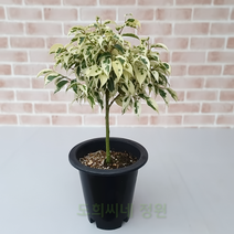 도희씨네 정원>> 따스한 잎컬러의 토피어리 칼라 벤자민 189, 1개” class=”wr-img”></a></div></p></div></p></div></p></div><div class=